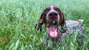 Read more about the article Πώς να σταματήσετε τον σκύλο σας να τρώει γρασίδι