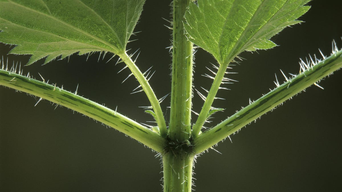 Read more about the article Αποφύγετε αυτά τα φυτά με τον ίδιο τρόπο που θα δηλητηριάζατε τον κισσό