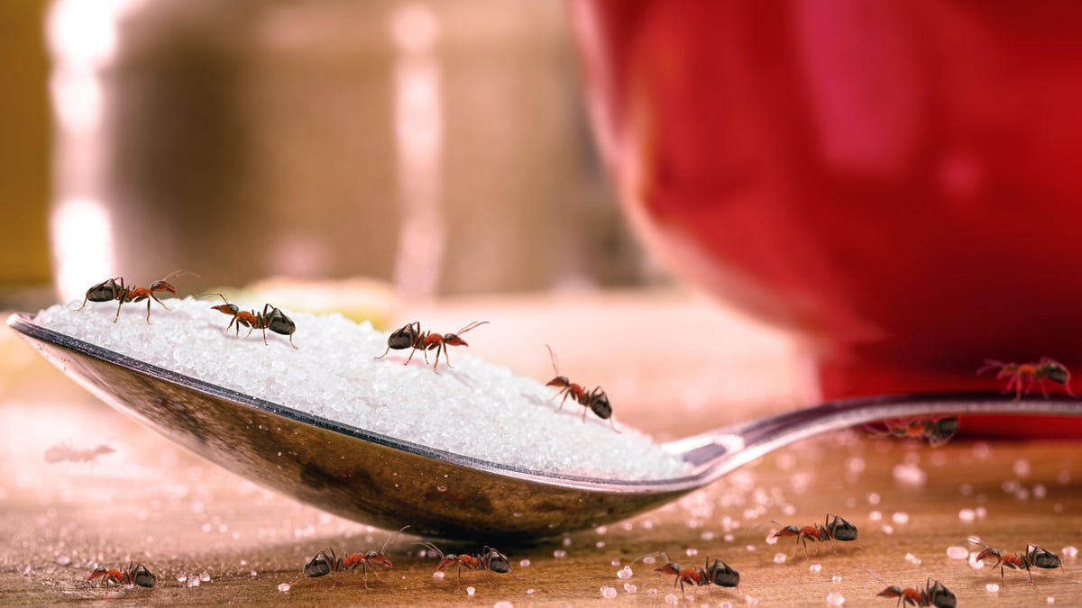 Read more about the article Χρησιμοποιήστε αυτά τα είδη αποθήκευσης ως απωθητικά μυρμηγκιών που είναι ασφαλή για κατοικίδια